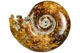 Polished, Agatized Ammonite (Cleoniceras) - Madagascar #110523-1